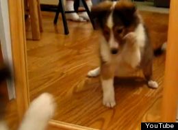 WATCH: Puppies & Kittens vs. Mirrors