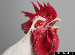 EXPLAINED: How Roosters Know When To Crow