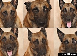 Oui, il est possible de savoir ce que pense votre chien 