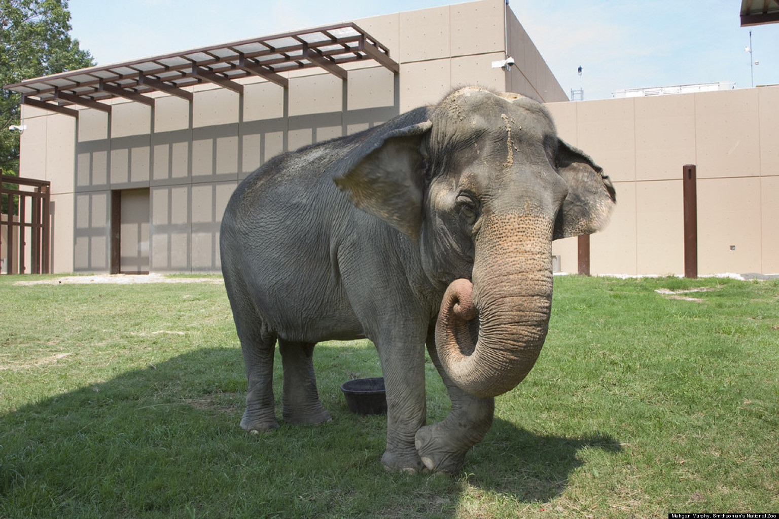 national-zoo-s-elephant-trails-gives-animals-more-room-to-roam-huffpost