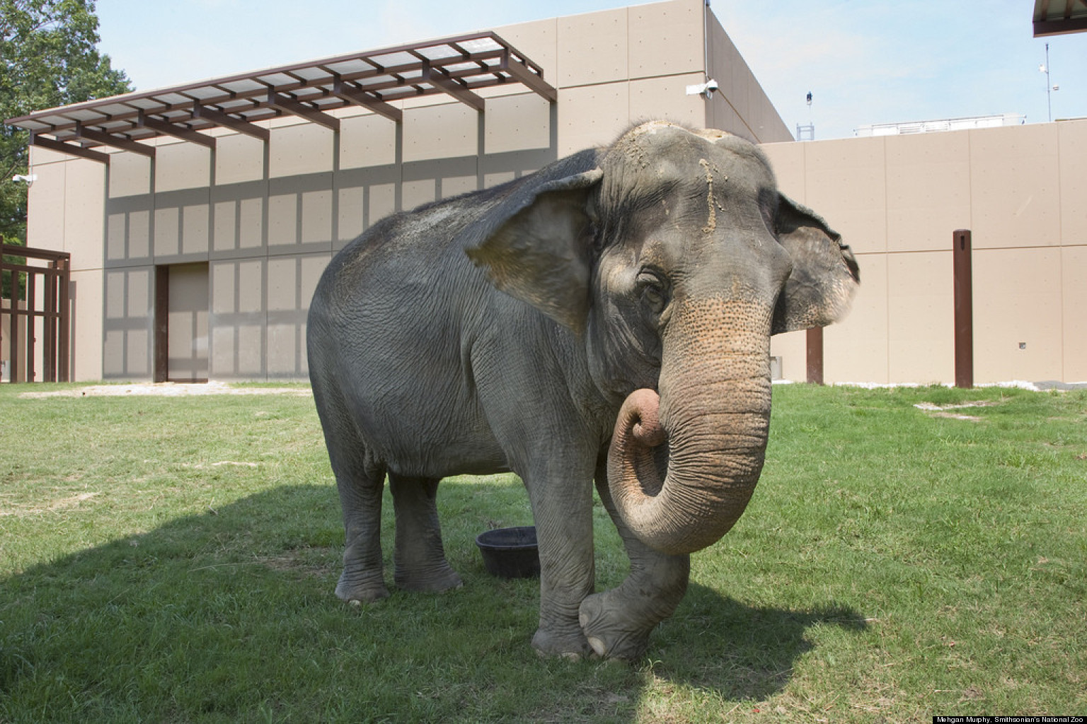 National Zoo's Elephant Trails Gives Animals More Room To Roam | HuffPost