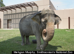 National Zoo's Elephants Get $56 Million New Home 