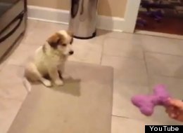 WATCH: Puppy Plays Catch For The First Time