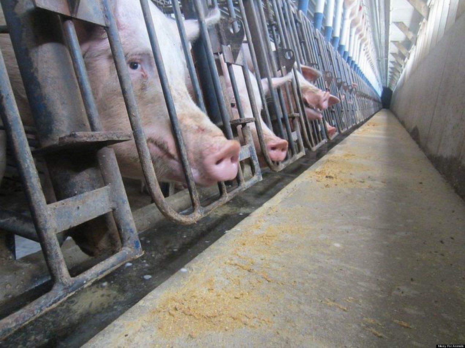 animal cruelty in factory farming