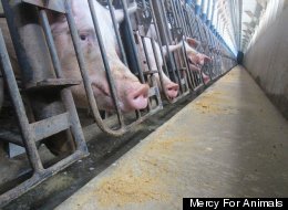 Why Everyone Should Be Angry About Factory Farming