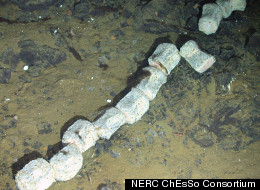 LOOK: Unique 'Whale Fall' Triggers Discovery Of New Sea Creatures