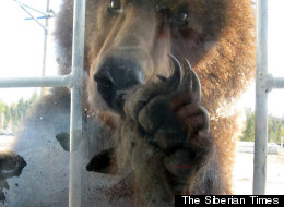 WATCH: Brown Bear Claws At Window Of Passenger Train