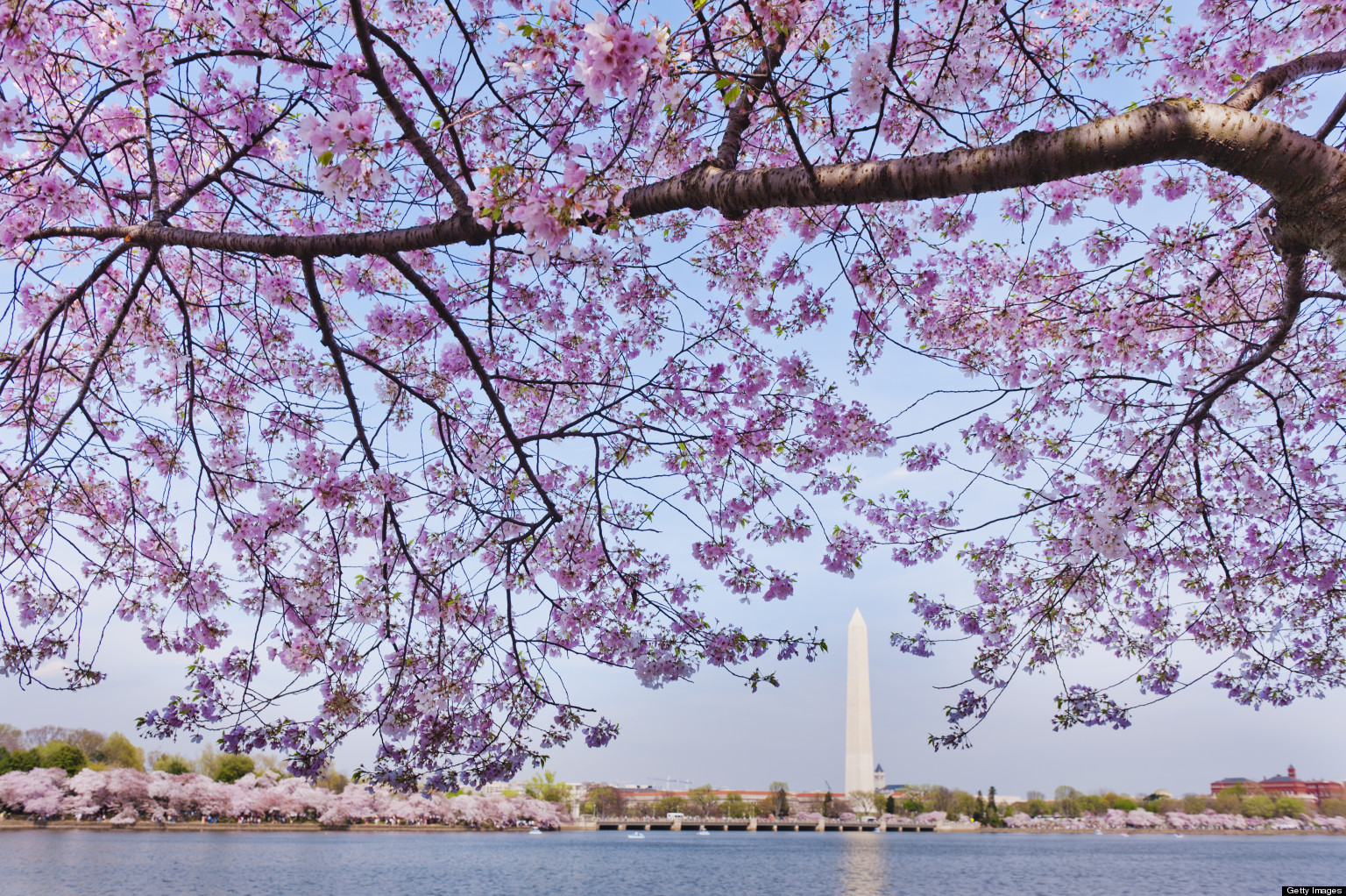 Cherry Blossom Peak Bloom Changed: Blossoms Expected April 3-6 | HuffPost