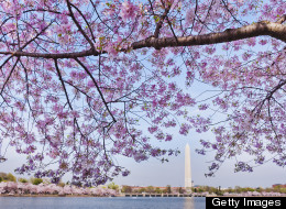 New Dates For Peak Bloom