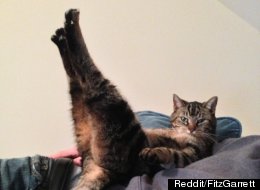 LOOK: Our New Favourite Internet Cat