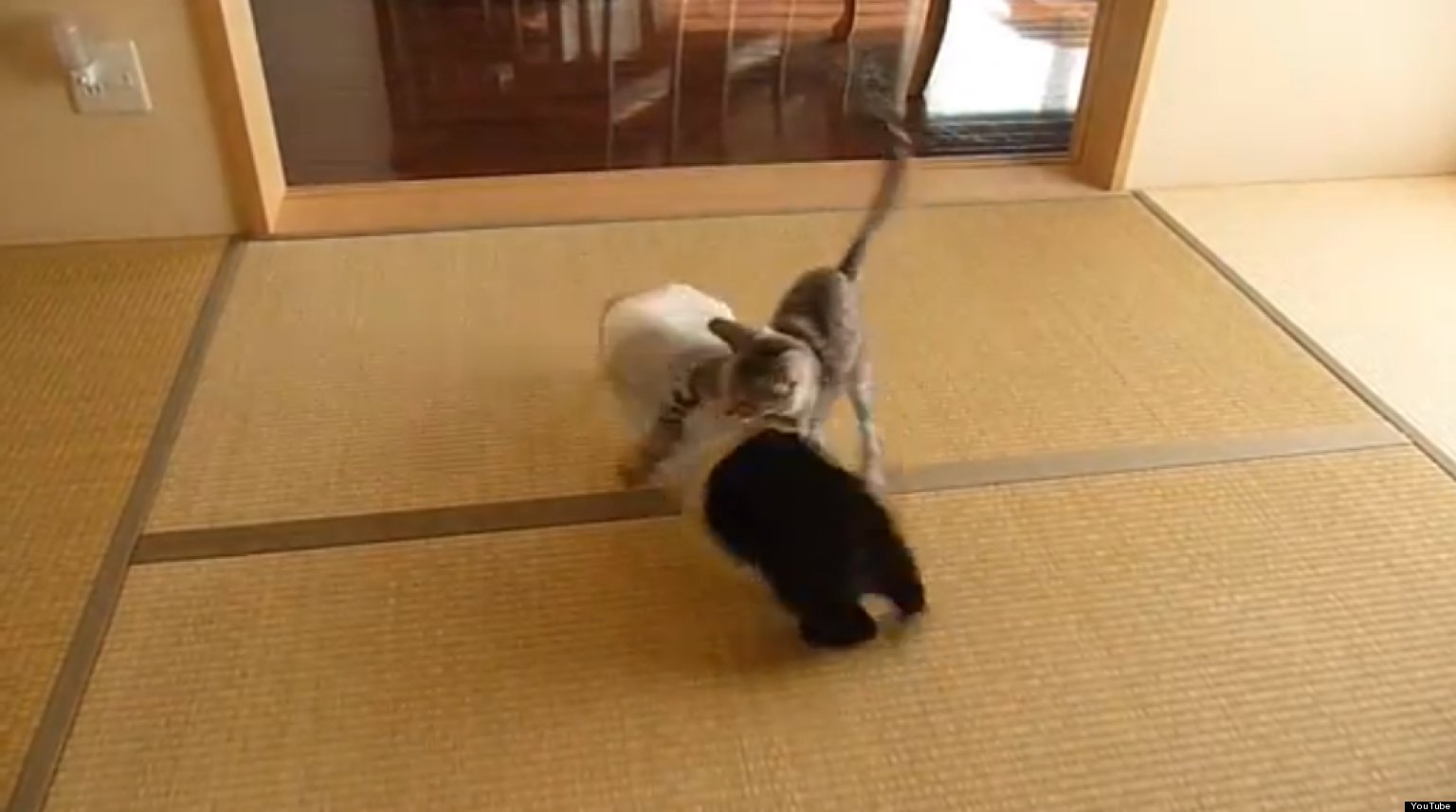 Flying Kitten Attack! (VIDEO) The Huffington Post