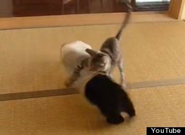 WATCH: Flying Kitten Attack! 