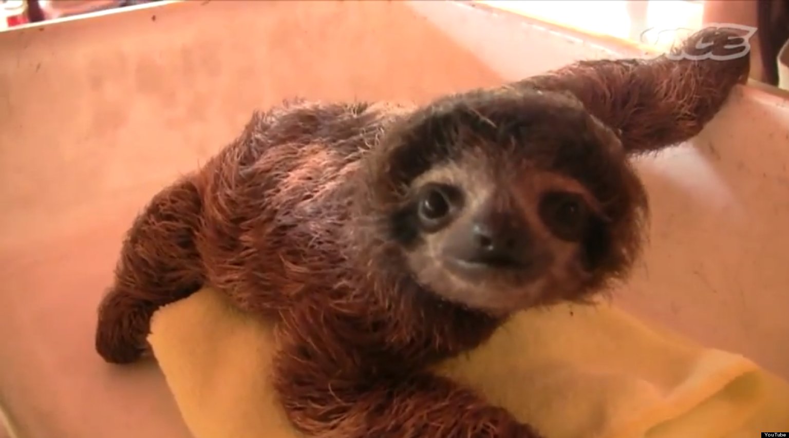 Baby Sloths How Much Cute Can You Handle VIDEO 