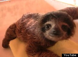 WATCH: Cute Baby Sloths. That Is All.