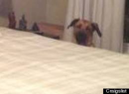 Il laisse son chien gâcher les photos de son appartement pour mieux le vendre