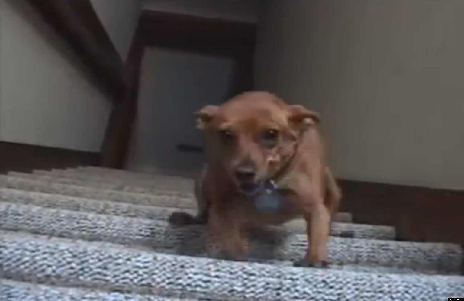 Dachshund Vs Stairs (VIDEO) HuffPost UK