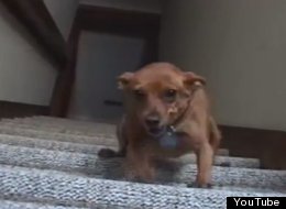 WATCH: Dachshund Vs Stairs