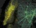 WATCH: Mesmerizing Visualizations Show What City People Do All Day