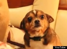 WATCH: The World's Saddest Dog Will Melt Your Heart 