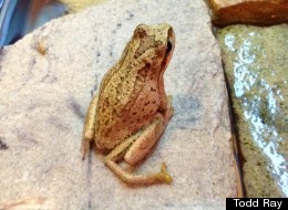Five-legged Frog Found In Christmas Tree Becomes Part Of Freakshow Collection