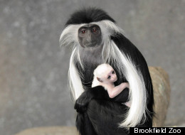 PHOTOS: New Zoo Baby Is The Ugly-Cutest Thing Ever