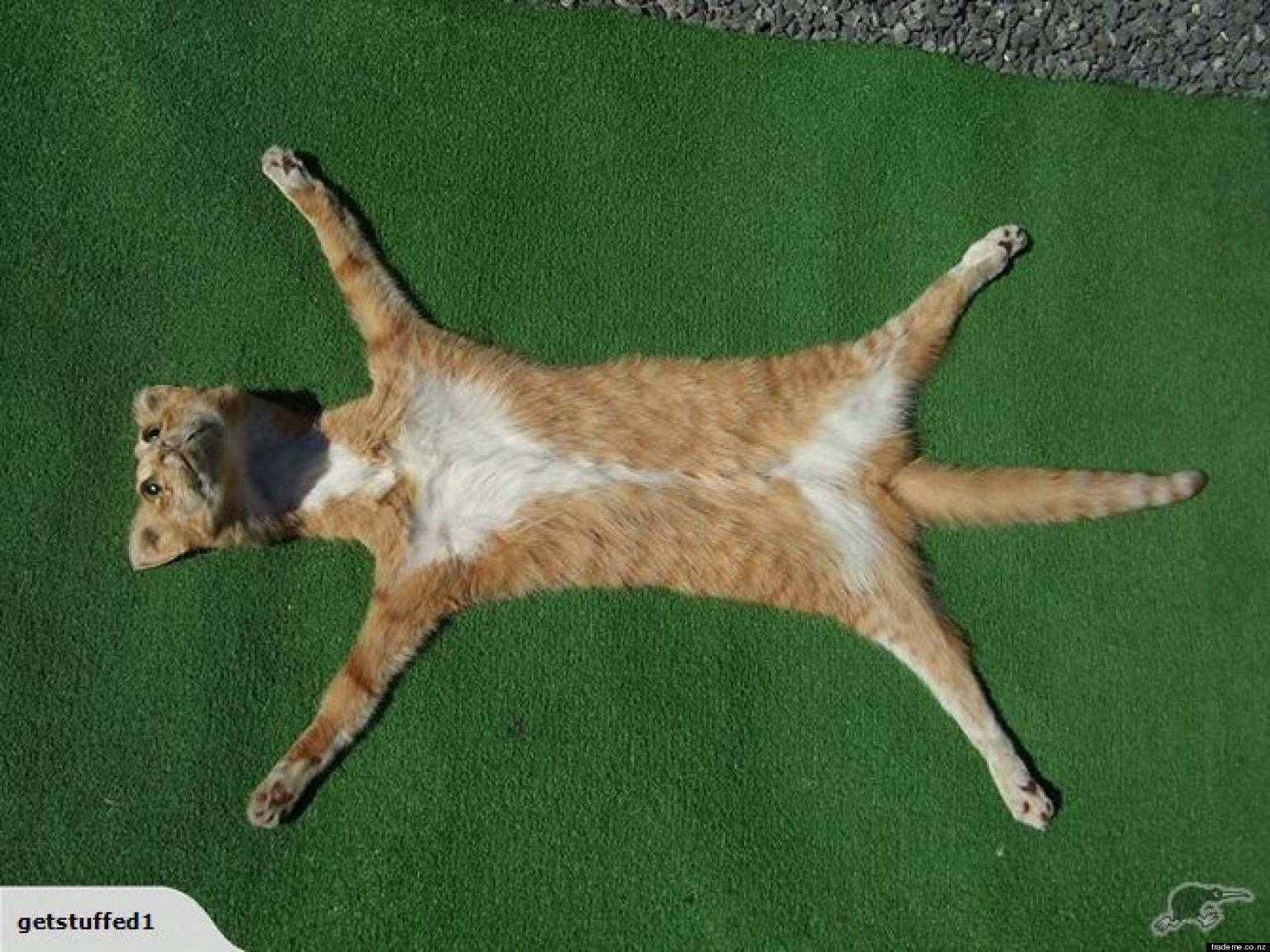 Andrew Lancaster, Taxidermist, Sells Cat Skin Rug On 'Trade Me' Auction