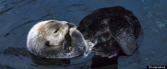 Otter