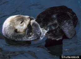 Hungry Otters A Problem In B.C.