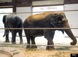 Toka, Thikla et Iringa s'envoient en l'air avec l'armée canadienne