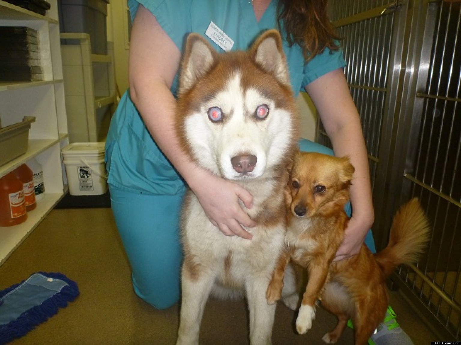 Blind Dog With A SeeingEye Dog Blind Husky, Isaac, Needs His Guiding