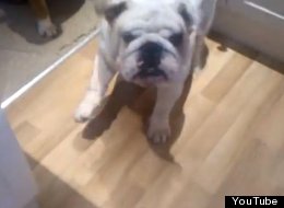 WATCH: Just A Tap Dancing Bulldog 