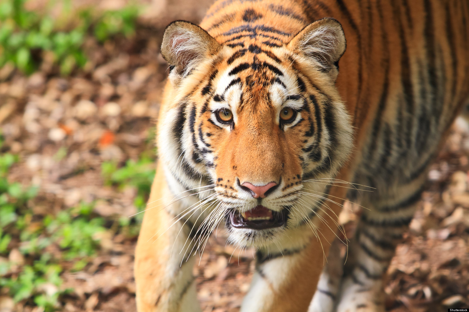 The 10 Best Places To See Wild Animals | HuffPost