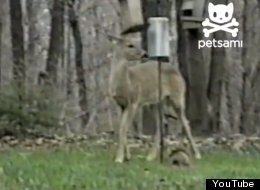 WATCH: Squirrel Takes Down A Deer