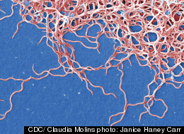 Weird Way Lyme Disease Outfoxes Immune System
