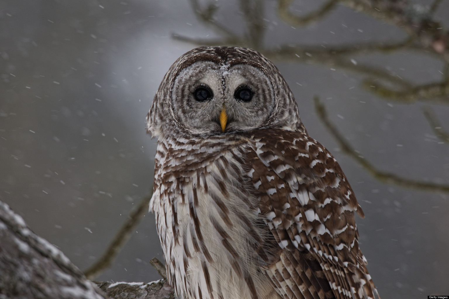 7 Animal Sounds You Might Hear In Your Backyard | HuffPost