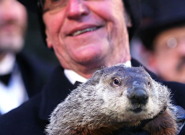 Groundhog Death Penalty Calls After Punxsutawney Phil Fails To Predict 