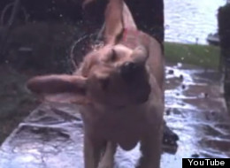 Un chien qui s'ébroue.. un miracle scientifique! (VIDÉO)