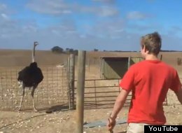 WATCH: How To Tame An Ostrich