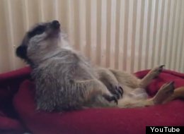 WATCH: Meerkat Struggles To Stay Awake