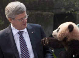 «Pandamanie» à Toronto 