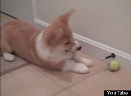 WATCH: Corgi Vs Doorstop 