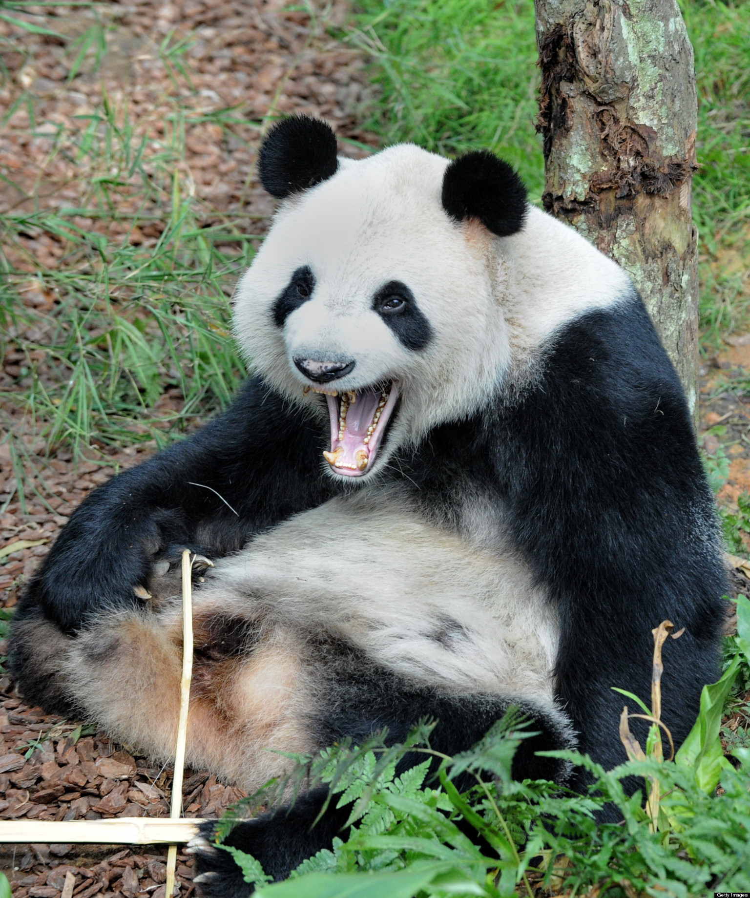 Panda Pop: From Jefferson Airplane to Owl City, More Panda Songs Than