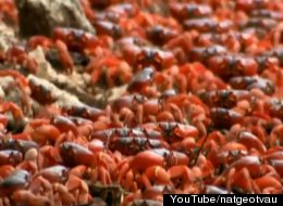 La spectaculaire migration des crabes rouges de l'Île Christmas (VIDÉO)