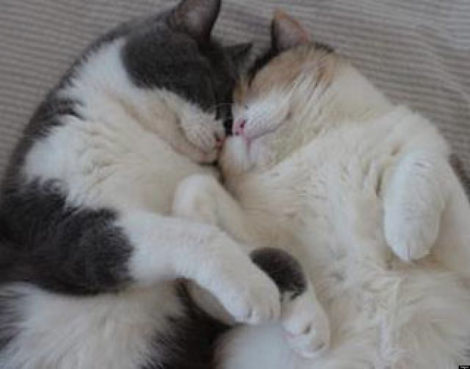 Cute Kitten 'Couple' Relax At The End Of A Long Day (PHOTO) | HuffPost
