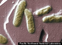 Weird Iron-Breathing Bacteria Spotlighted In New Study