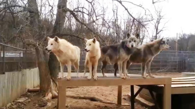 Wolves 