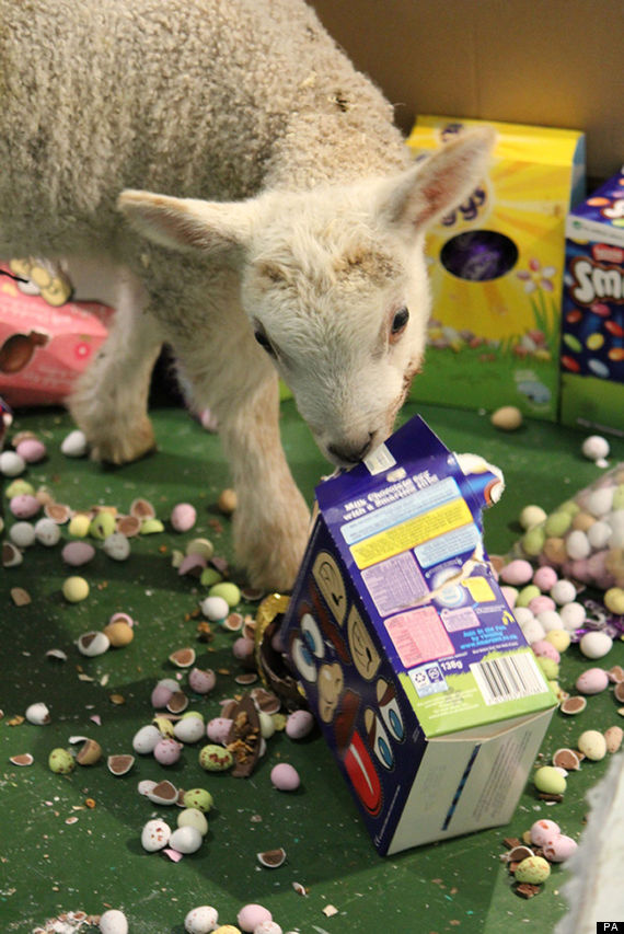 Hungry Lambs Try To Eat 250,000 Chocolate Easter Eggs At Somerset's Wookey Hole Caves (PICTURES)