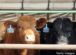 A New Diet for the Planet?