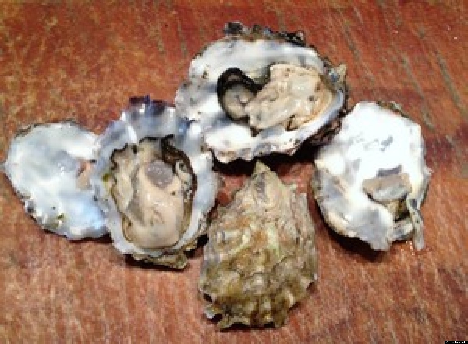 Oysters II Meet Shigoku, Kumo, Pacific and Olympia HuffPost