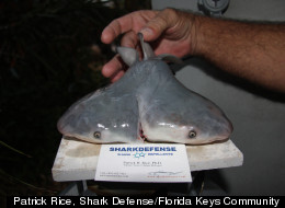 PHOTO: Two-Headed Shark Stuns Fisherman